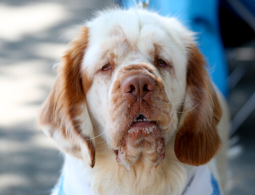 Ficha y temperamento del Clumber Spaniel