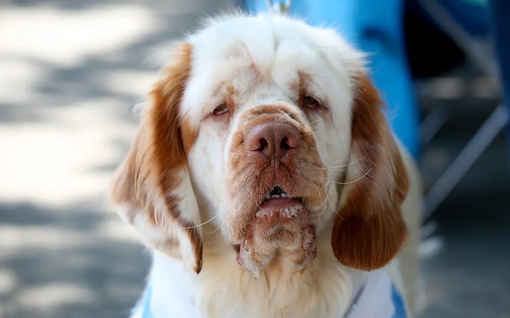 Clumber Spaniel