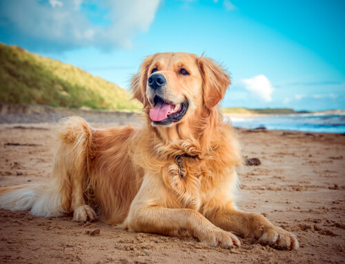 Lo que nadie te ha contado sobre el Golden Retriever