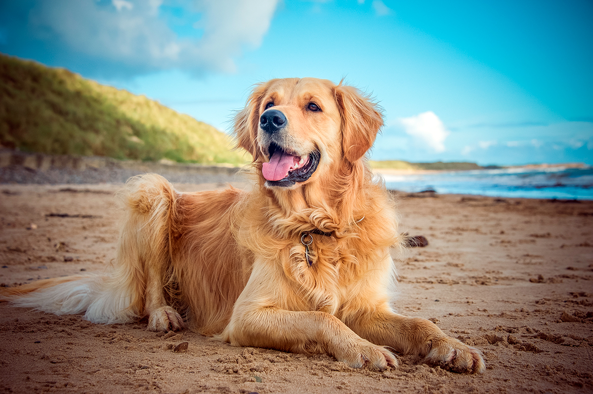 Golden Retriever Golden Retriever