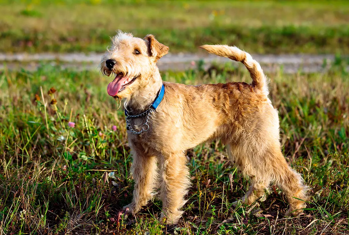Lakeland Terrier sobre el cesped