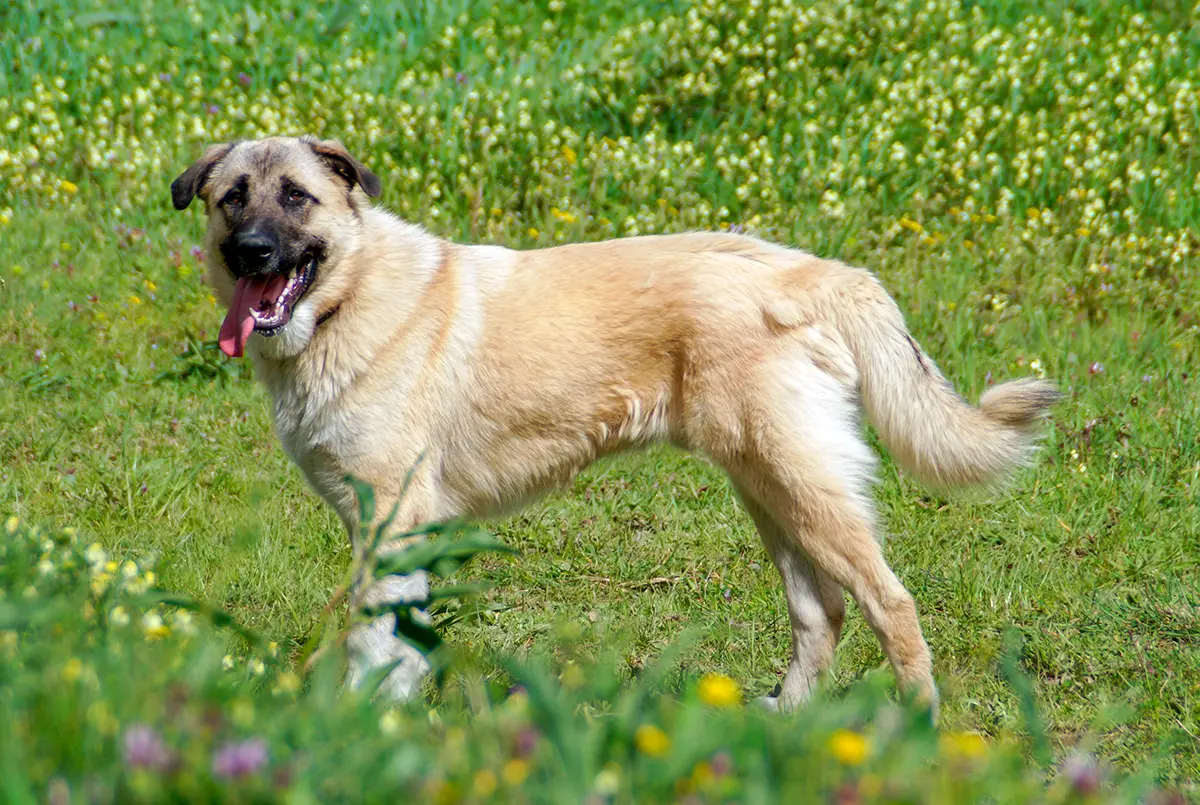 Perro kangal en la montaña