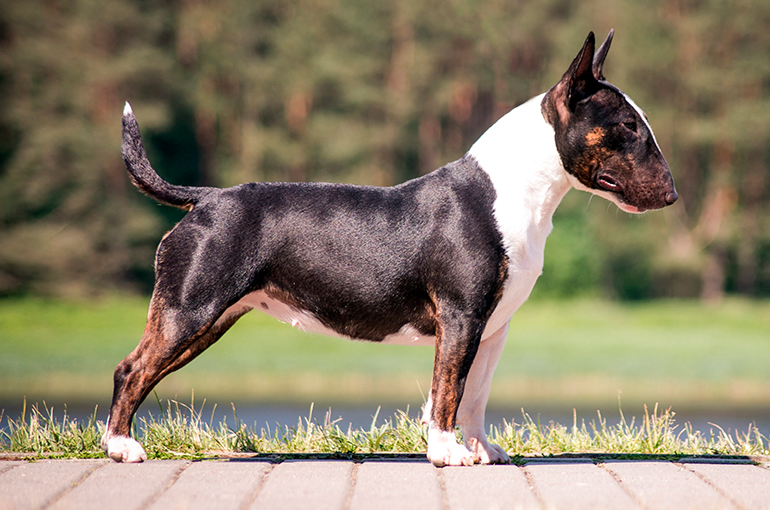 características físicas del bull terrier