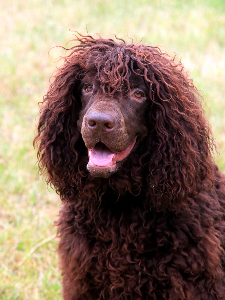 pelo-del-perro-de-agua-irlandés