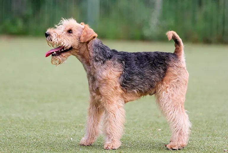 perfil-del-Lakeland-Terrier