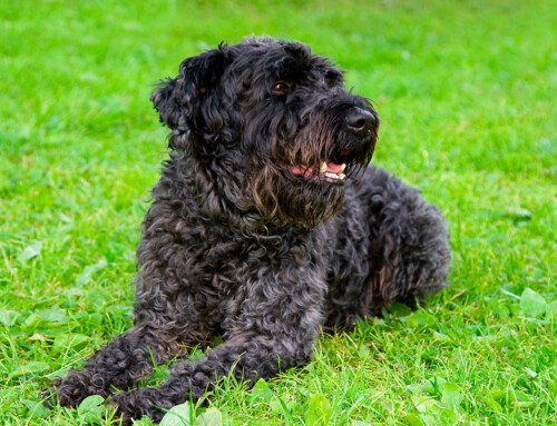 Kerry Blue Terrier – Todo sobre la raza