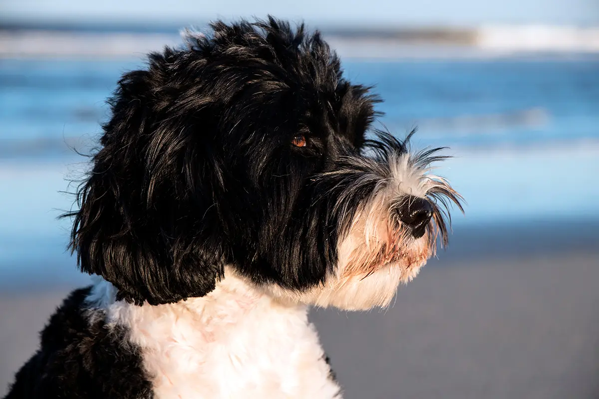 perro de agua portugués en la playa