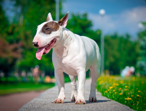 Bull terrier – Comportamiento, características y fotos