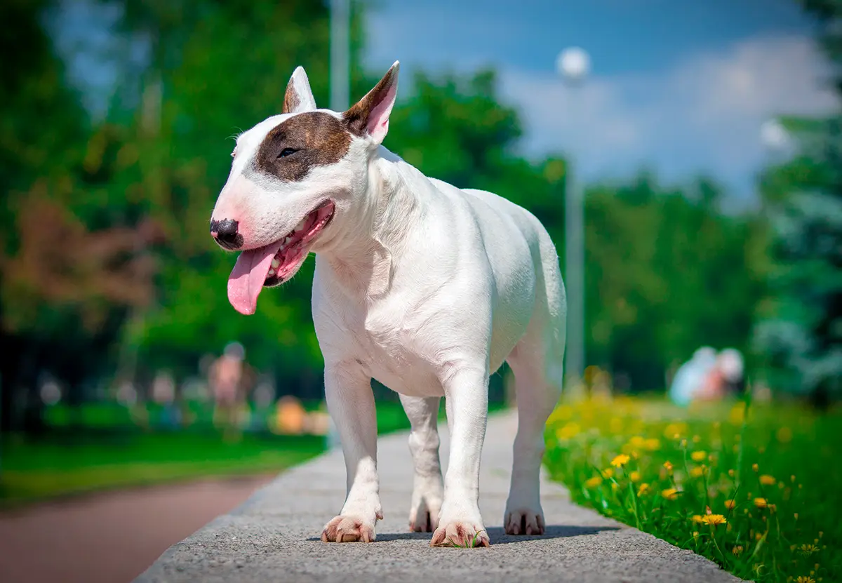 perro de raza bull terrier paseando