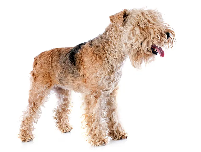 raza-Lakeland-Terrier
