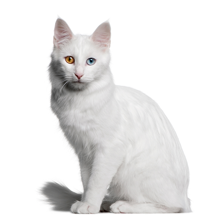Angora-turco-de-perfil