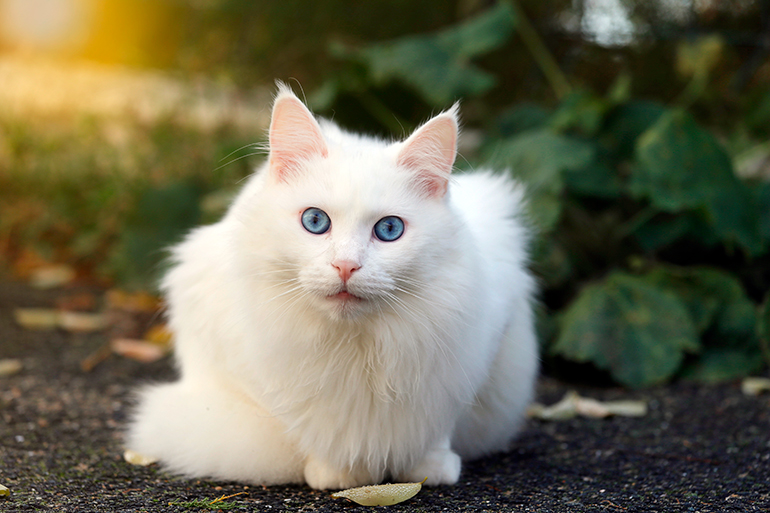 Angora-turco-en-el-jardíon