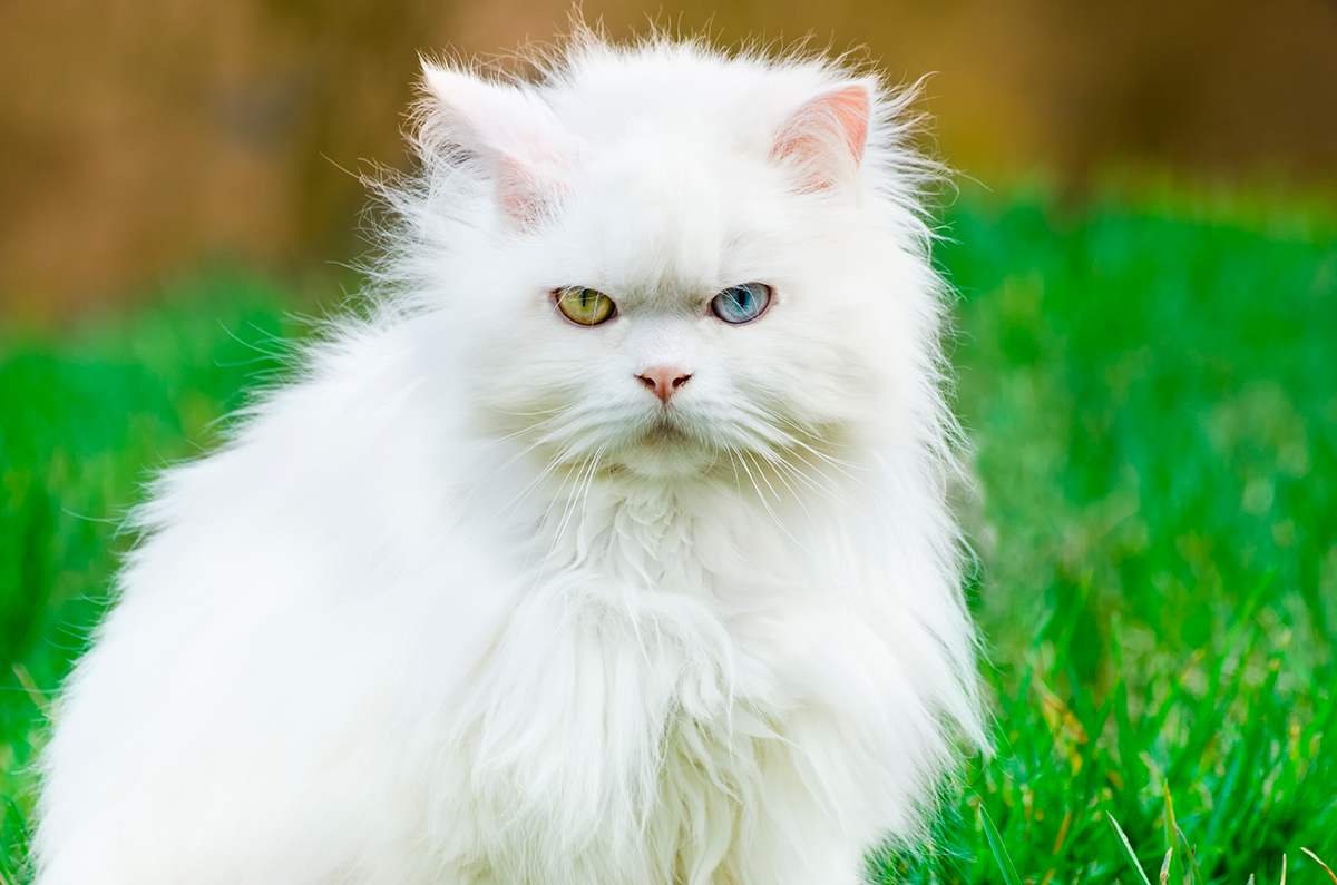 Angora turco enfadado Angora turco enfadado