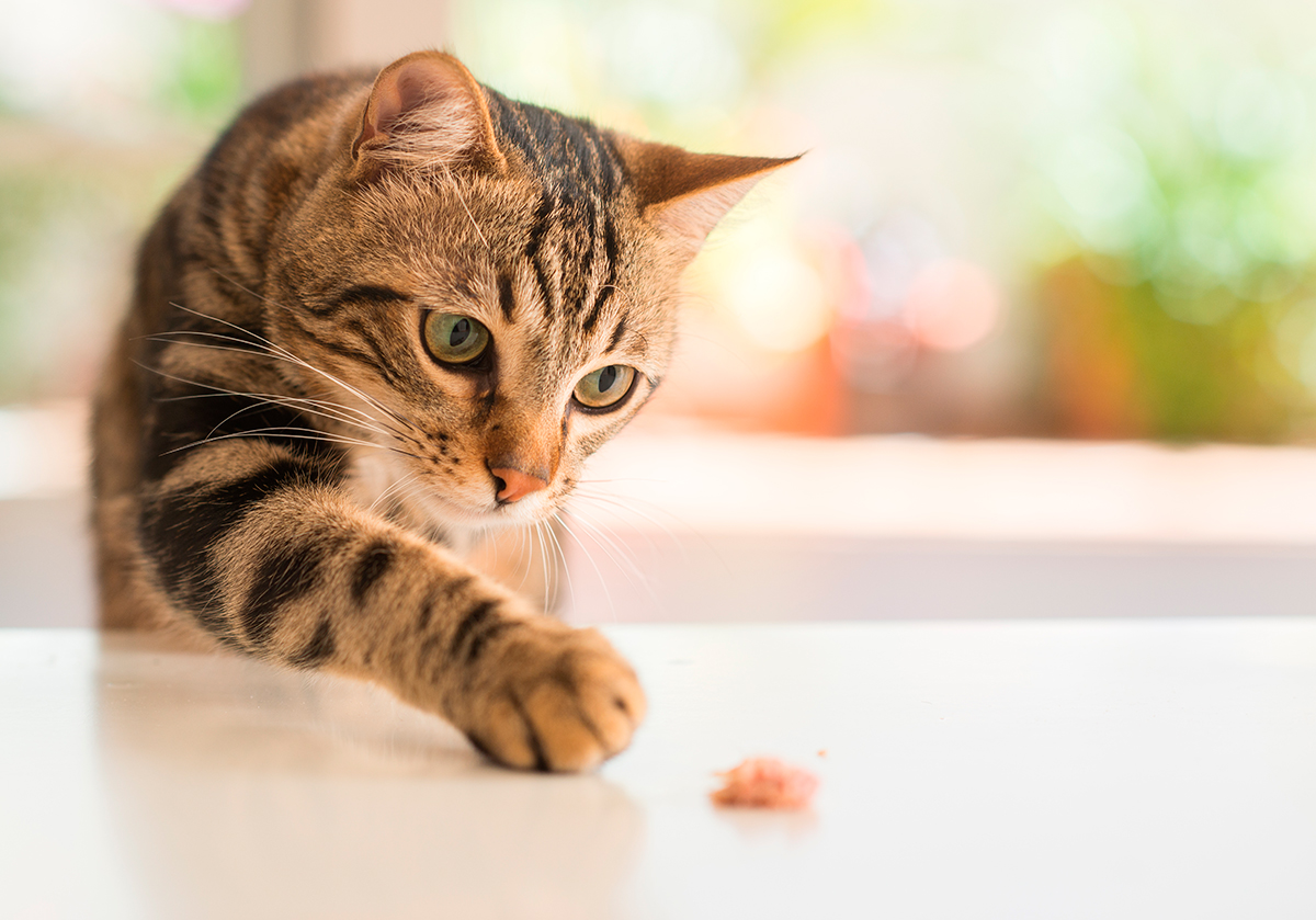 Gato bengalí jugando