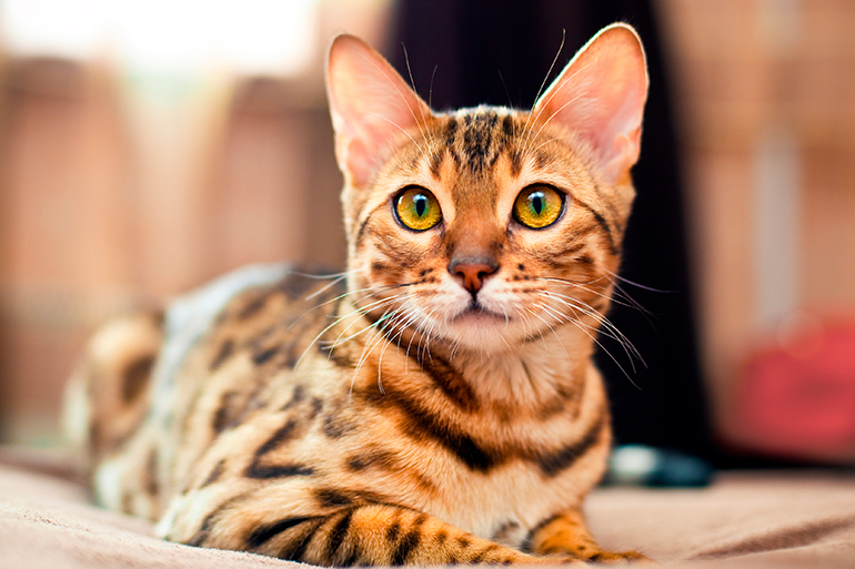 Gato bengalí tumbado