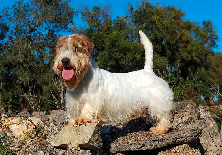 Sealyham-Terrier-en-la-montaña