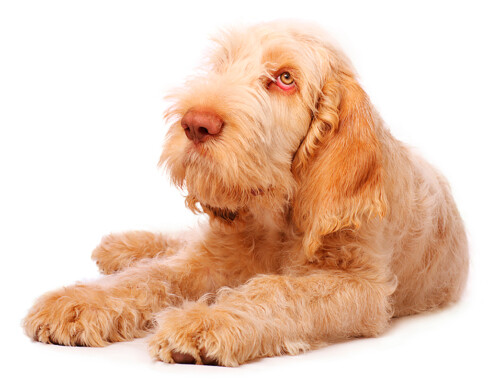 Spinone Italiano, la mirada más dulce del mundo canino