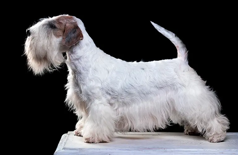 Terrier-Checo-posando