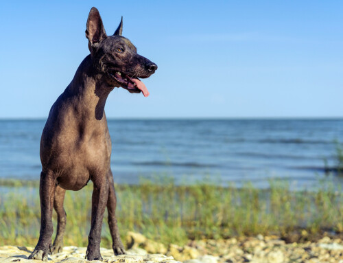 Xoloitzcuintle, el can “sagrado” que se convertirá en tu mejor amigo