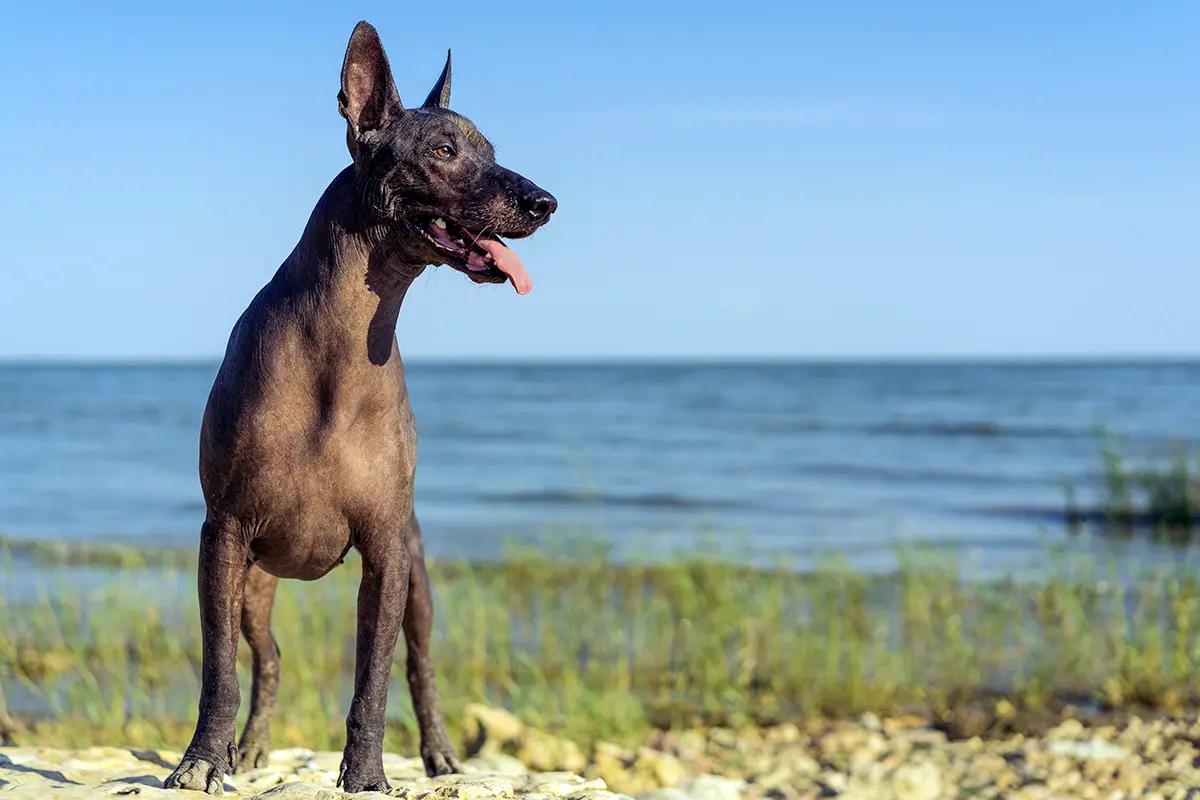 Xoloitzcuintli posando sobre unas piedras