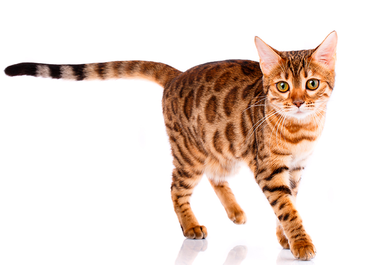 carcterísticas del gato bengalí carcterísticas del gato bengalí