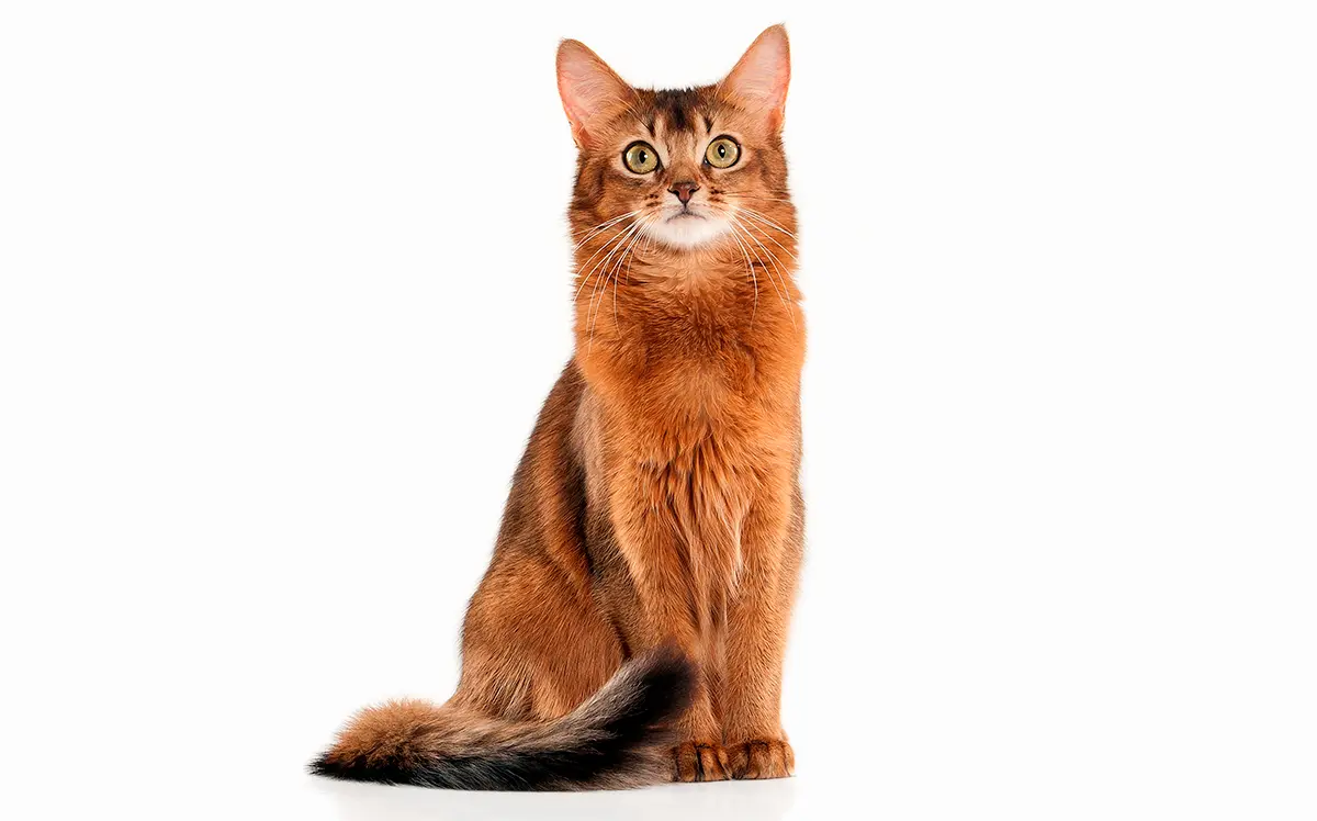 cualidades del gato Somalí