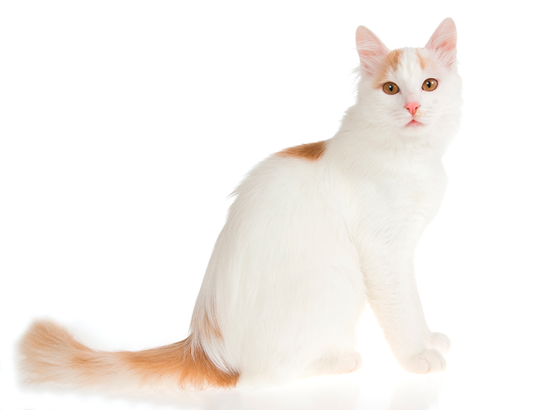 físico del gato Van turco físico del gato Van turco