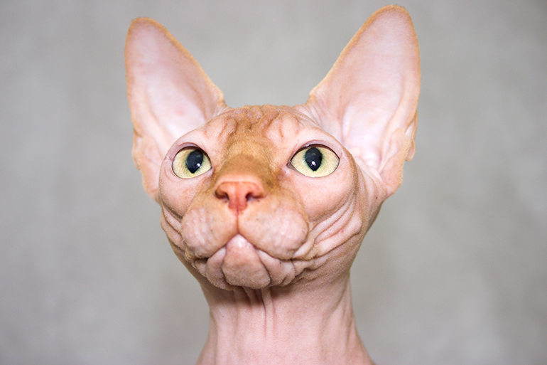 gato-Sphynx-mirando-fijamente