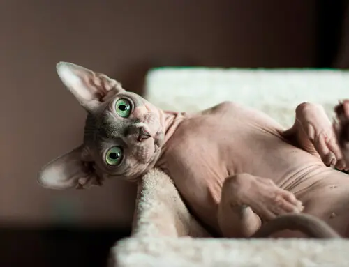 Historia de la raza Sphynx