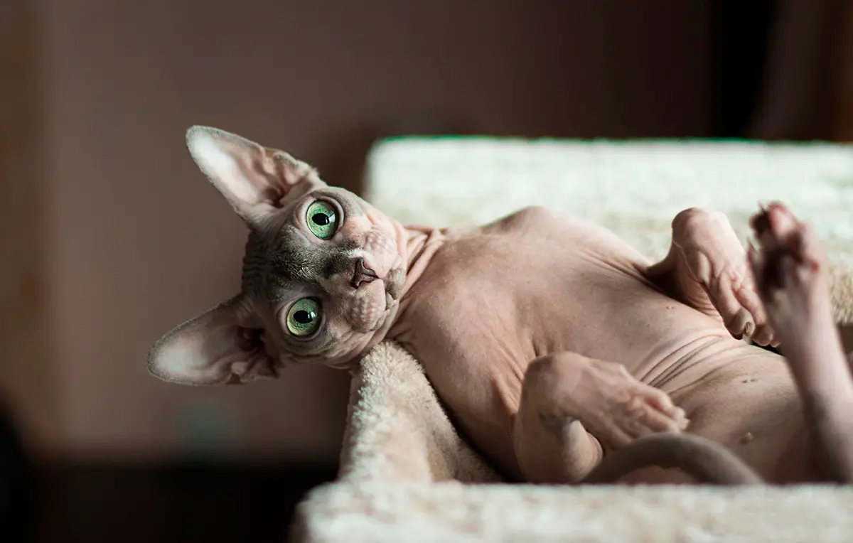 gato Sphynx tumbado