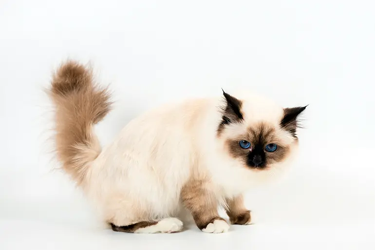 gato-birmano-a-medio-lado