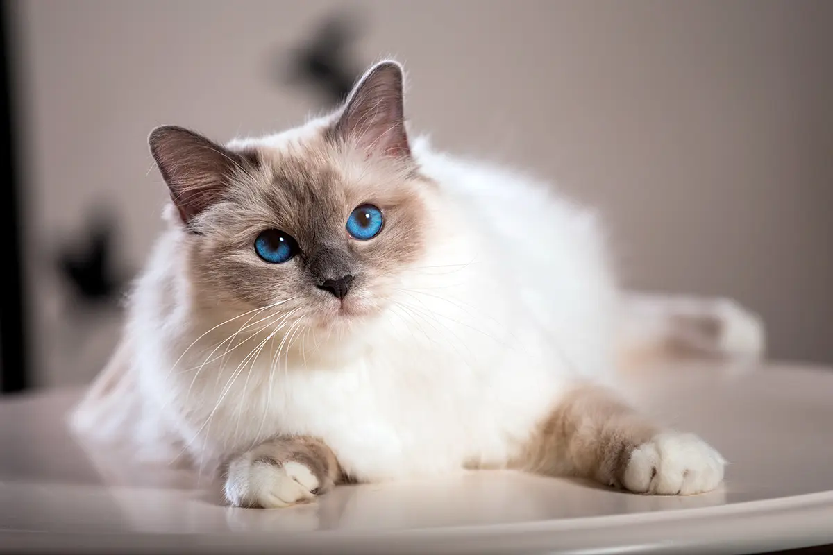 gato birmano