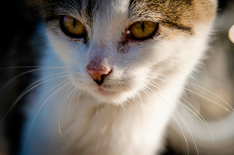 gato con coccidiosis