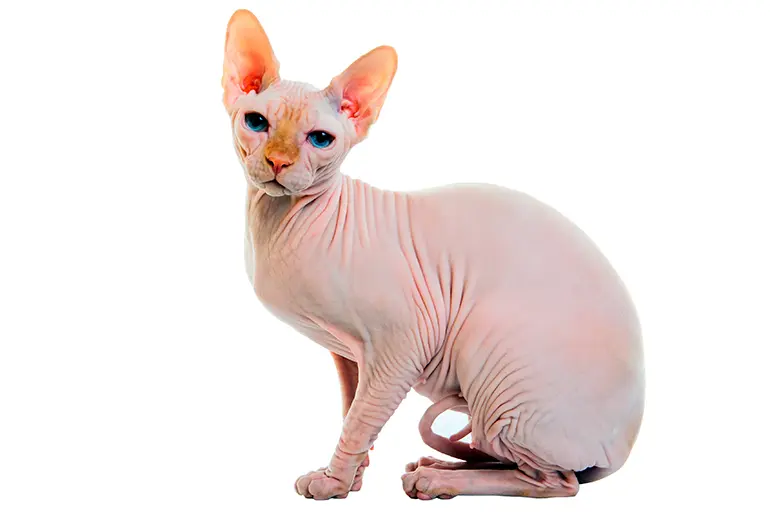 gato-sin-pelo-Sphynx