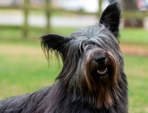 Estándar de la raza Skye Terrier