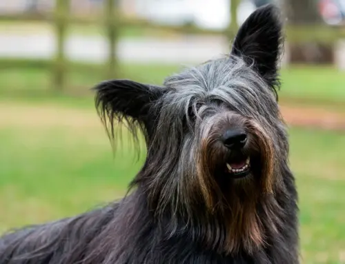 Estándar de la raza Skye Terrier