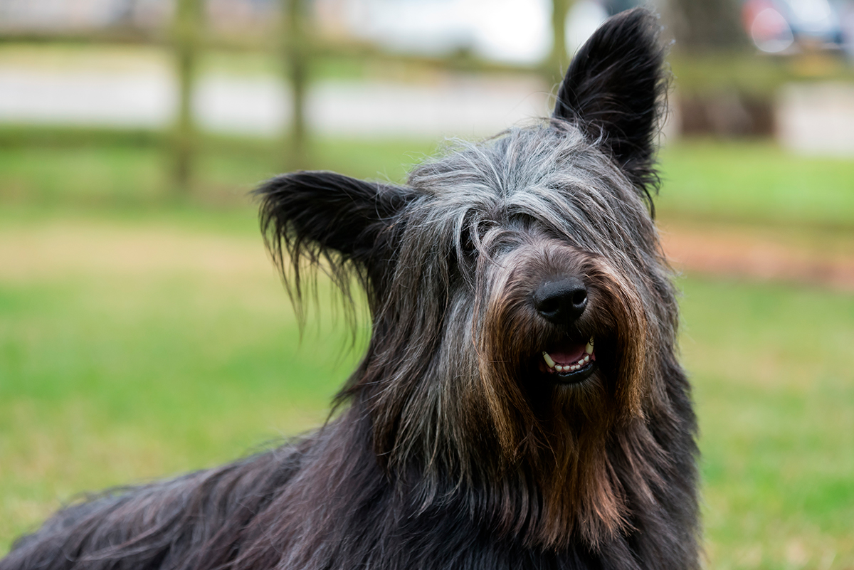 perro Skye Terrier perro Skye Terrier