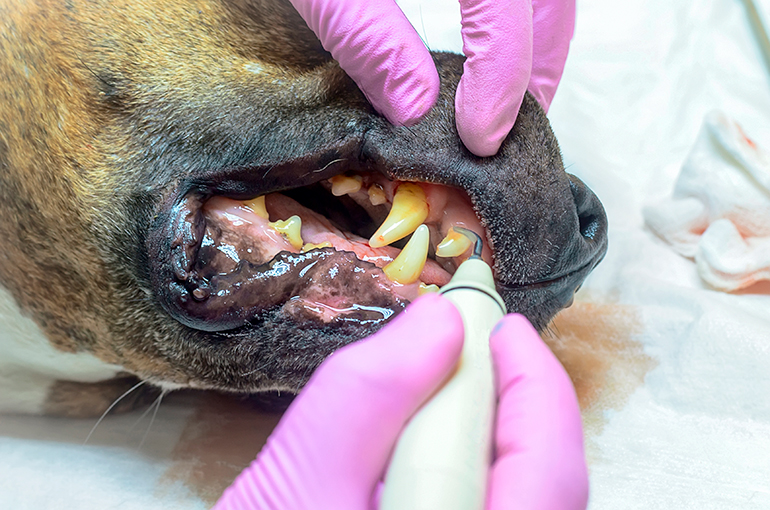 perro con sarro en los dientes