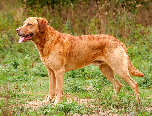 Retriever de Chesapeake – Guía completa de la raza