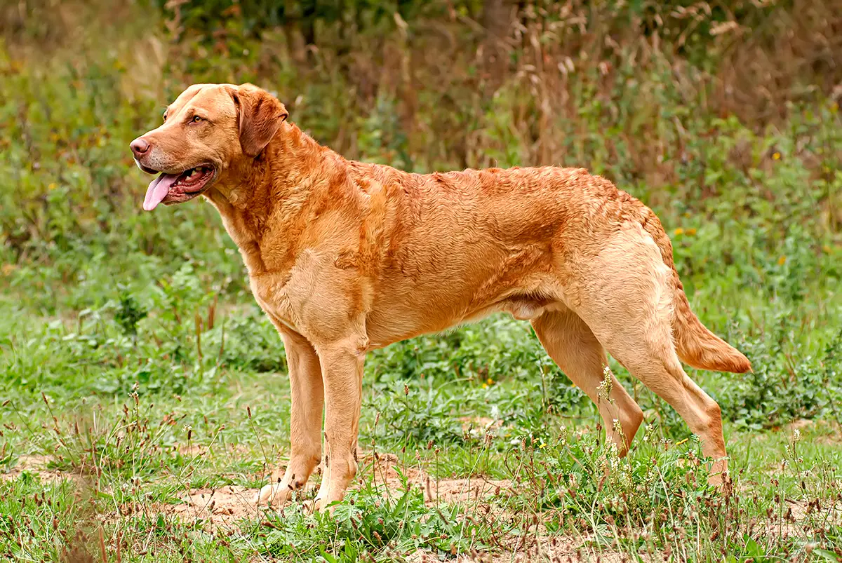 perro de raza Retriever de Chesapeake