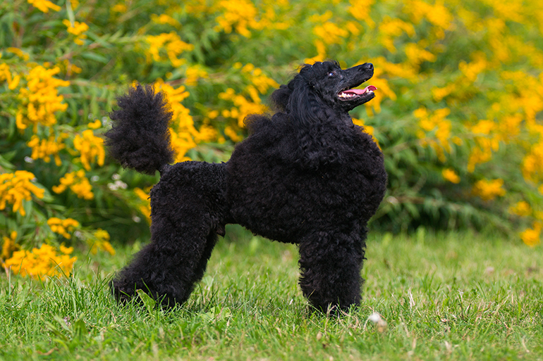 caniche-en-el-jardín