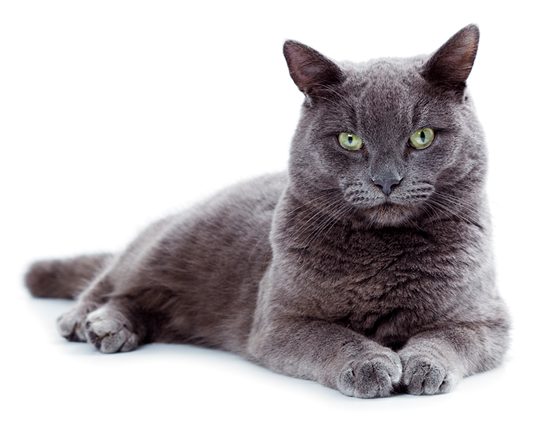 características del gato korat