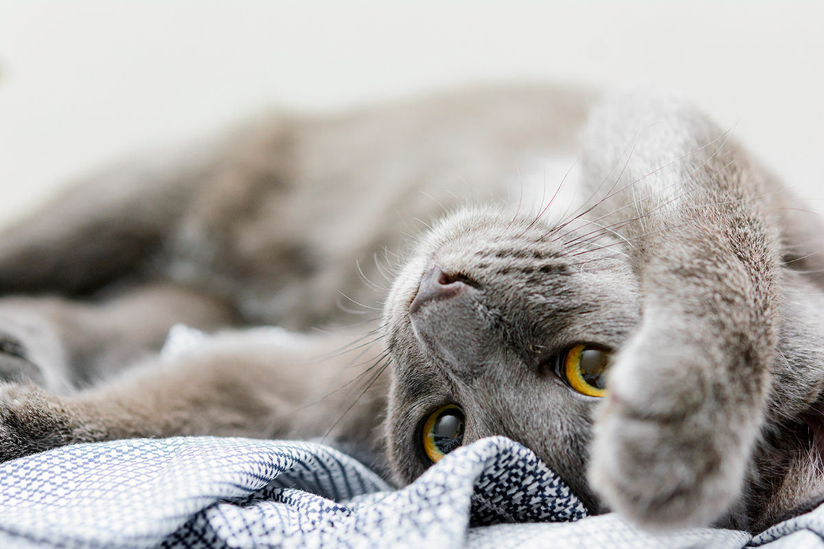 gato korat tumbado