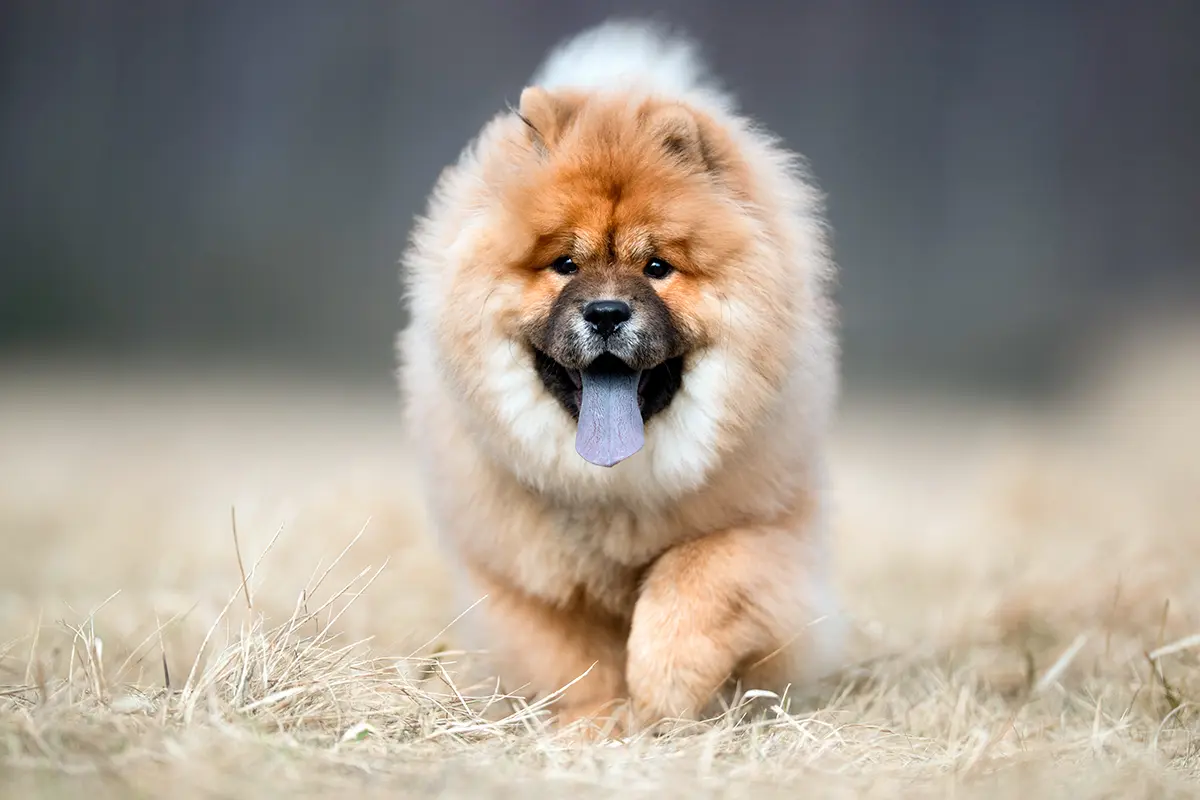 perro chow chow