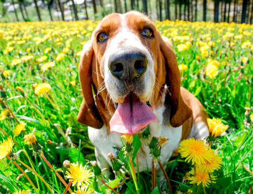 Características de la raza Basset Hound
