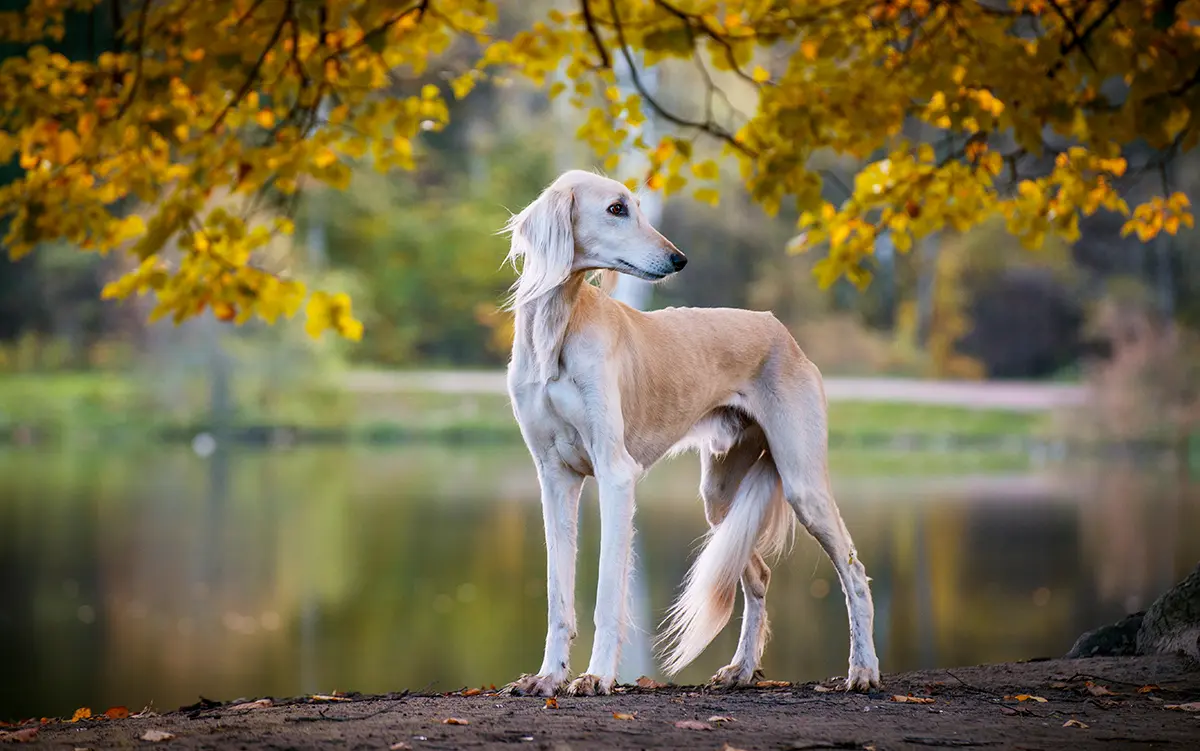 perro de raza saluki