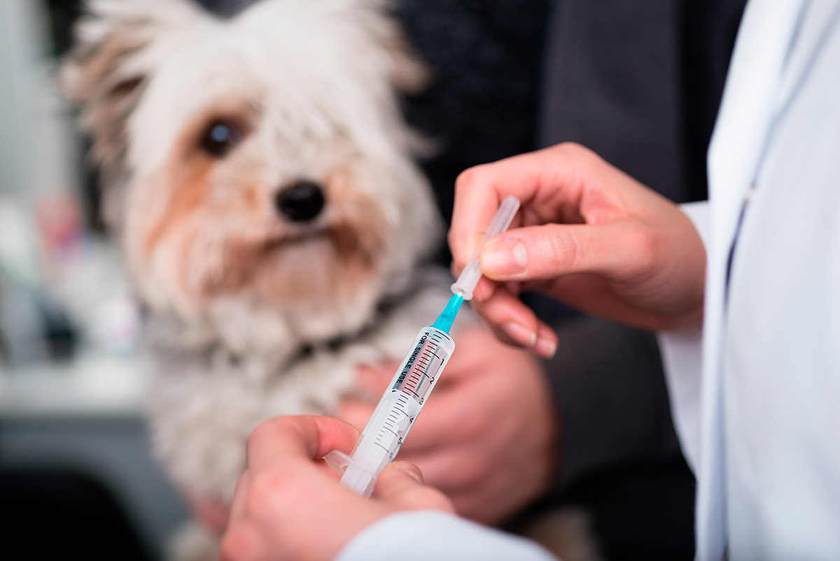 perro preparado para recibir insulina perro preparado para recibir insulina