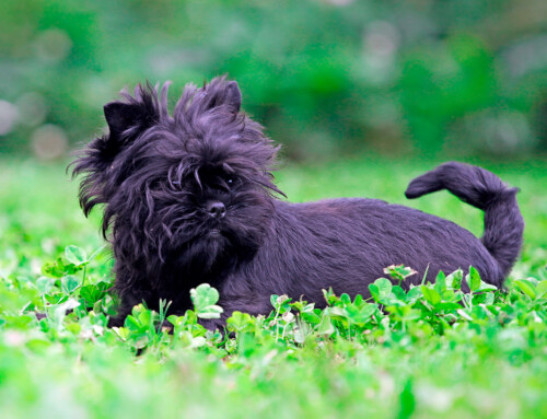Affenpinscher