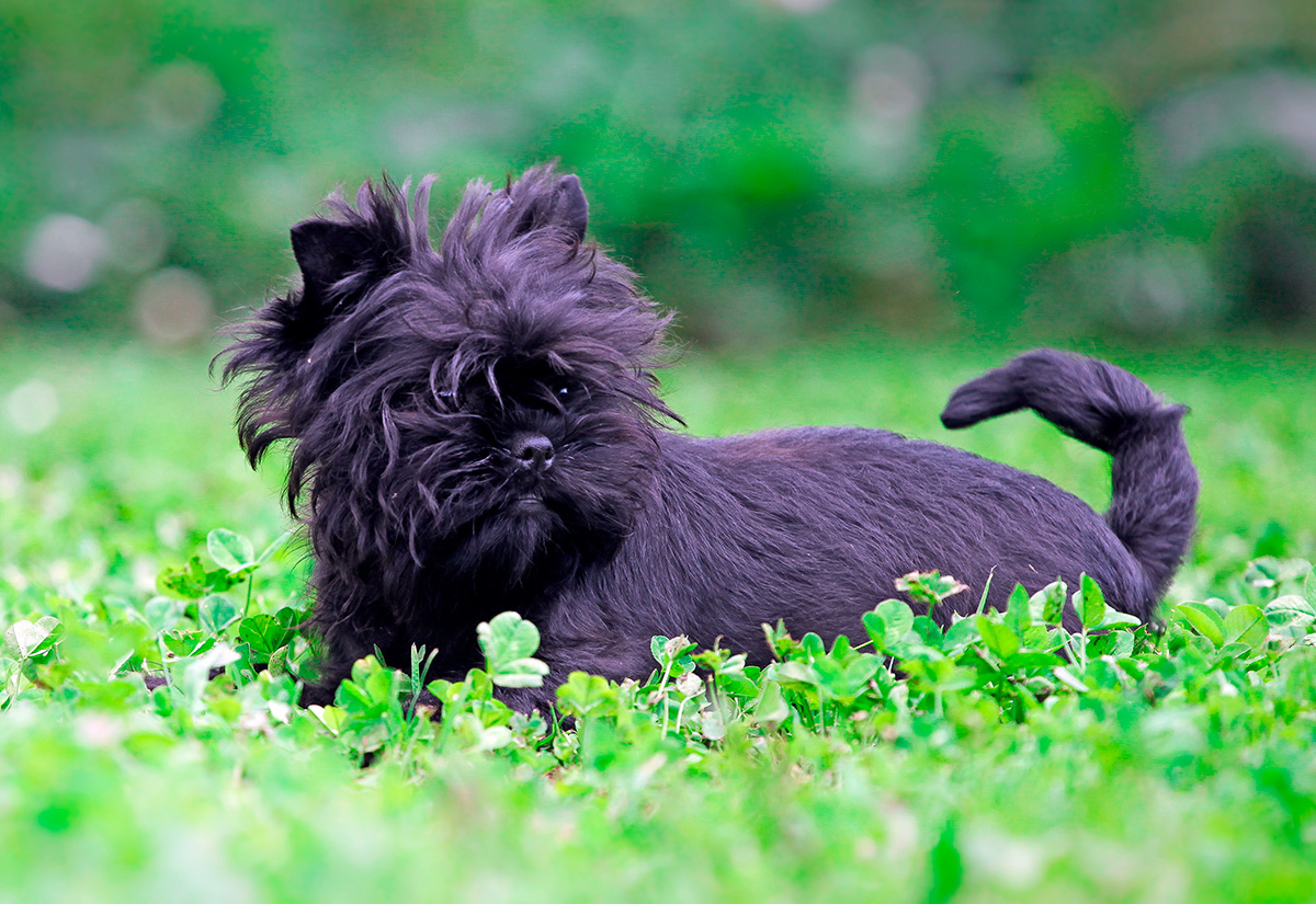 Affenpinscher