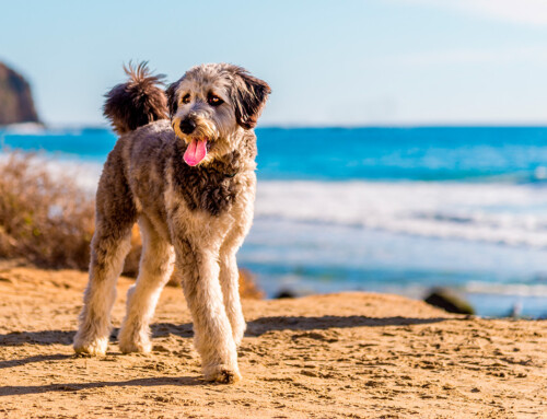 Aussiedoodle